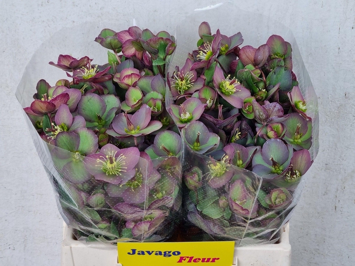 <h4>HELL FRK DANA DULCET</h4>