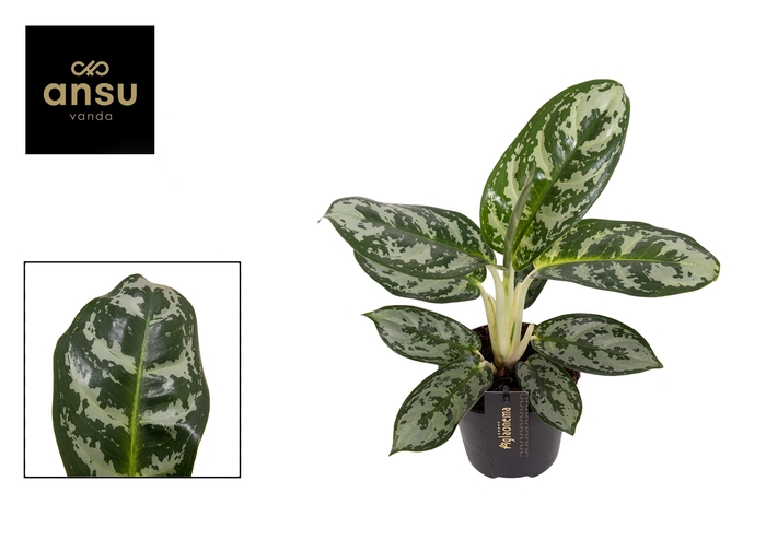 <h4>Aglaonema Amazon Silver</h4>