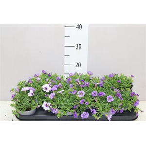 Calibrachoa Light Blue