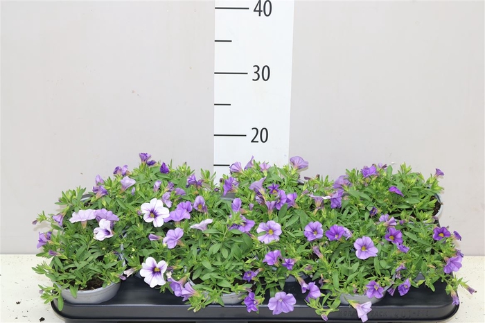 <h4>Calibrachoa Light Blue</h4>