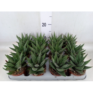 xGasterhaworthia  'Royal Highness'