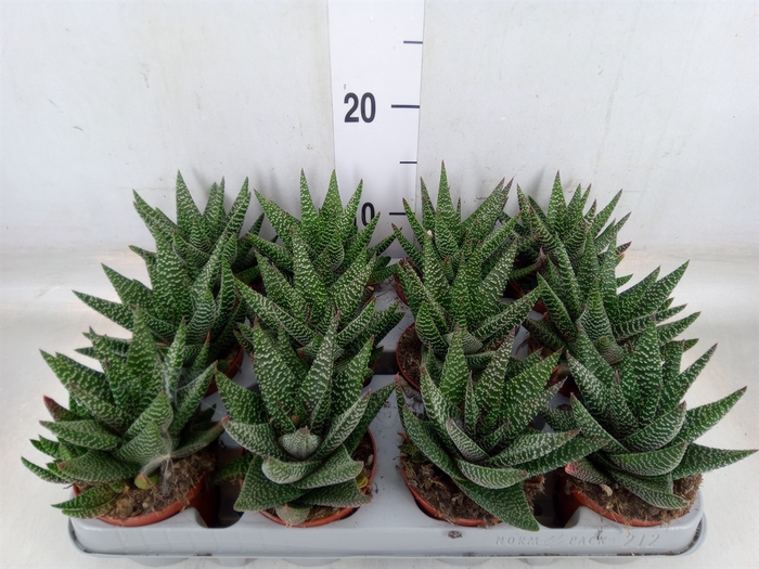 <h4>xGasterhaworthia  'Royal Highness'</h4>