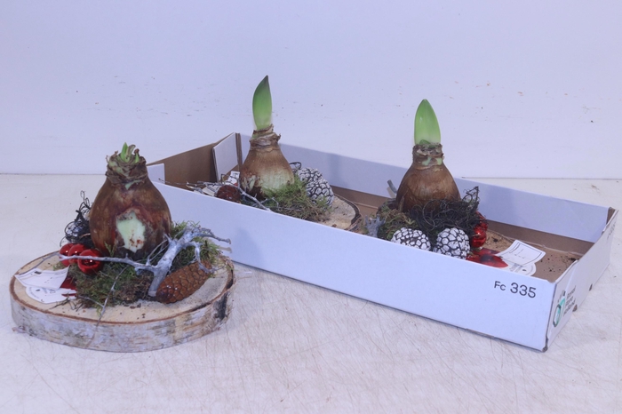 <h4>ARR HIPPEASTRUM</h4>