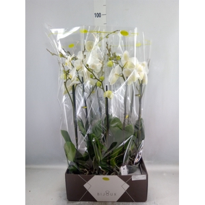 Phalaenopsis   ...white