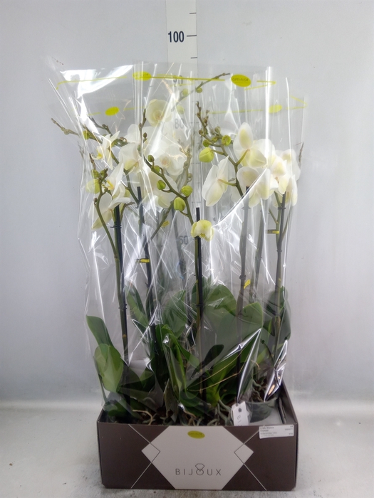 <h4>Phalaenopsis   ...white</h4>