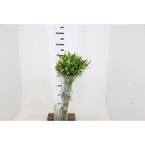 ALSTROEMERIA PRESTIGE 080 CM BRANCO
