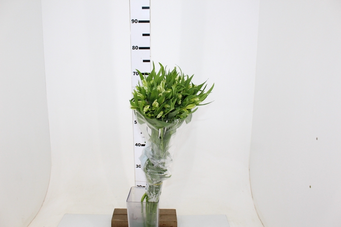 ALSTROEMERIA PRESTIGE 080 CM BRANCO