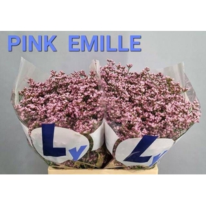 LIM TALL PINK EMILLE