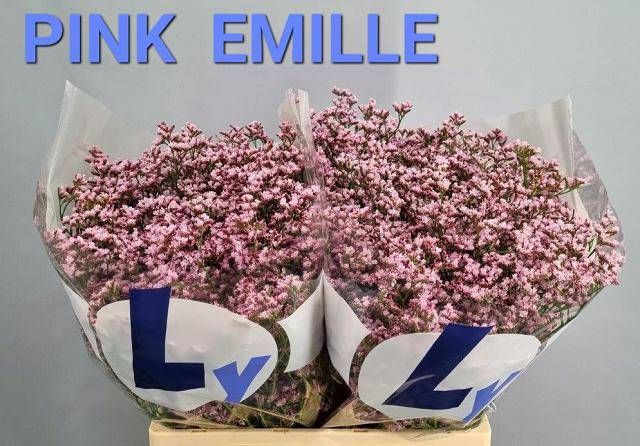 <h4>LIM TALL PINK EMILLE</h4>
