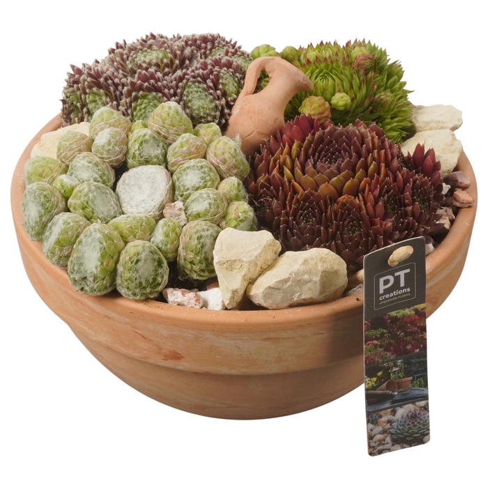 <h4>PTS7414 Arrangement Sempervivum in terracotta schaal</h4>