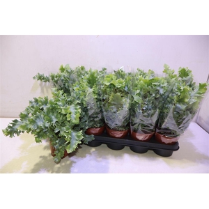 arr8 Phlebo A Davana