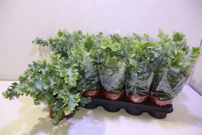 <h4>Phlebo A Davana</h4>