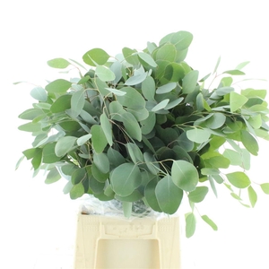 Euca Populus Long 300gr