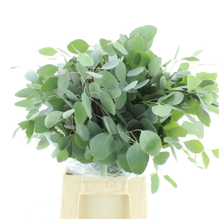 <h4>Euca Populus Long 300gr</h4>