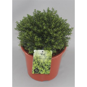 Hebe odora 'New Zealand Gold' C5