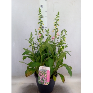 Digitalis purp.