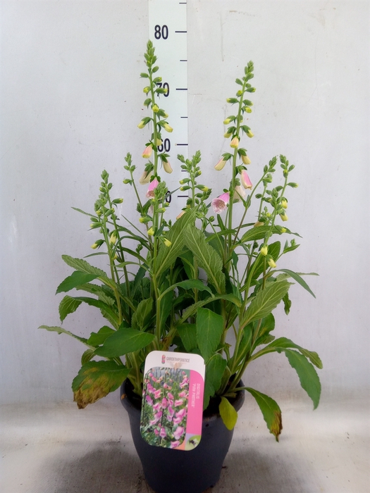 <h4>Digitalis purp.</h4>