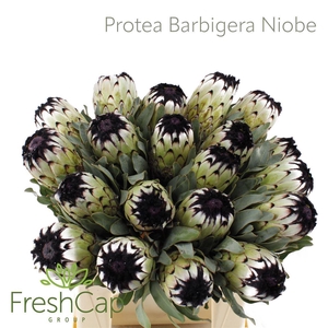 Protea magnifica 'Niobe'