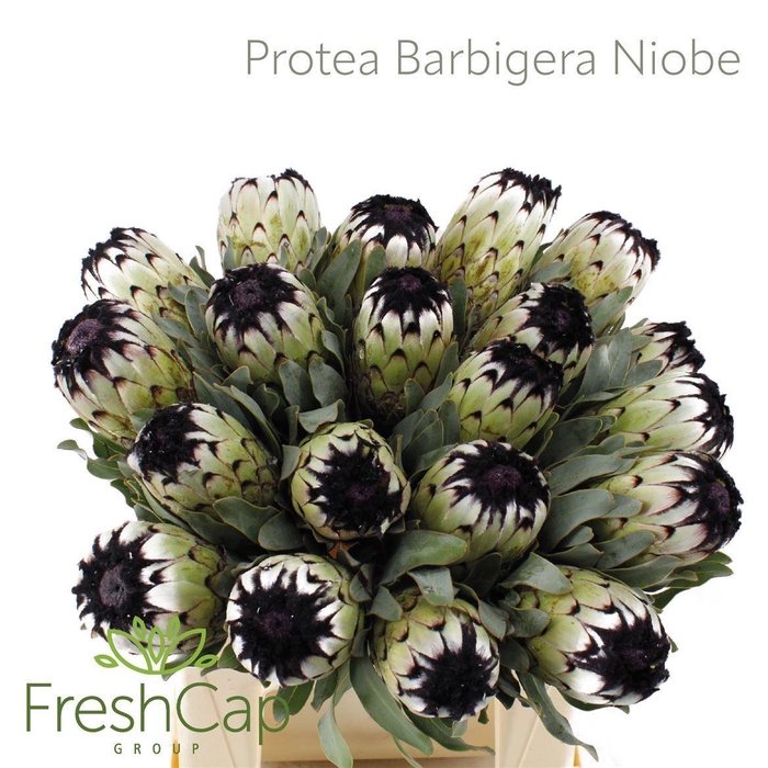 <h4>Protea magnifica 'Niobe'</h4>