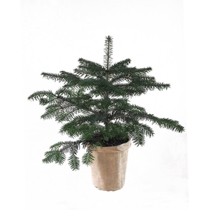 ABIES NORDMANNIANA p19 jute