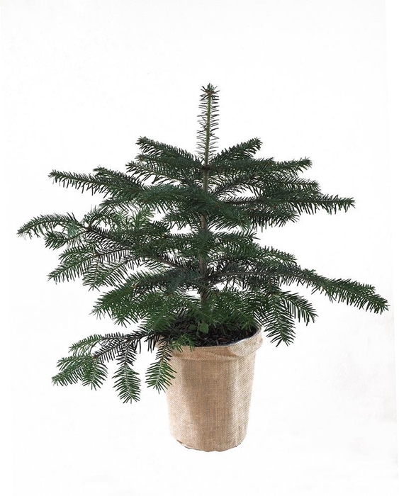 <h4>ABIES NORDMANNIANA p19 jute</h4>