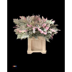 Eikeblad Hortensia 60cm