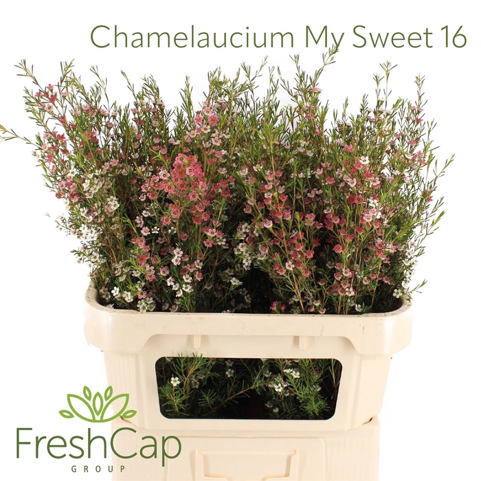 <h4>Chamelaucium My Sweet 16</h4>