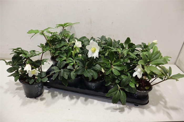 <h4>Hell Ni Happy Day</h4>