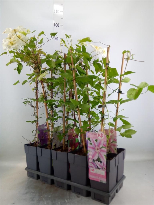 <h4>Clematis   ...</h4>