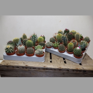 Cactus Gem