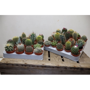 Cactus Gem
