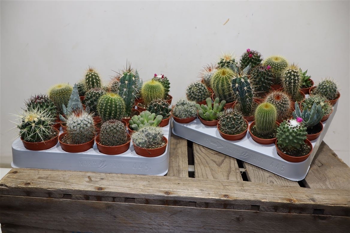 <h4>Cactus Gem</h4>