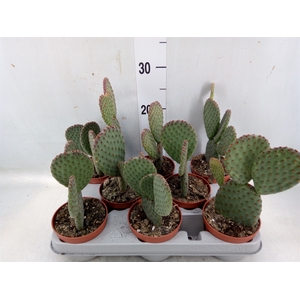 Opuntia microdasys