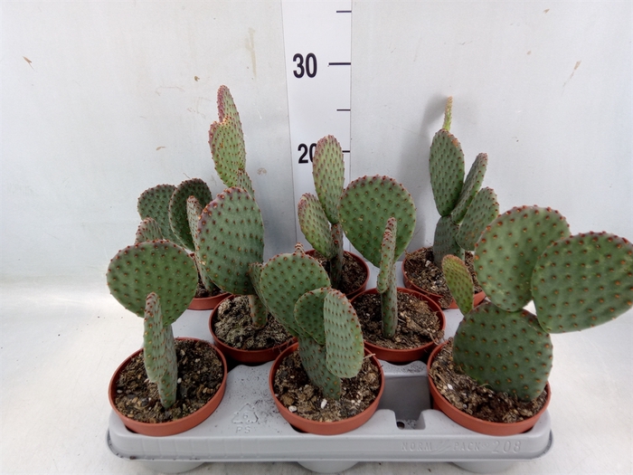 <h4>Opuntia microdasys</h4>