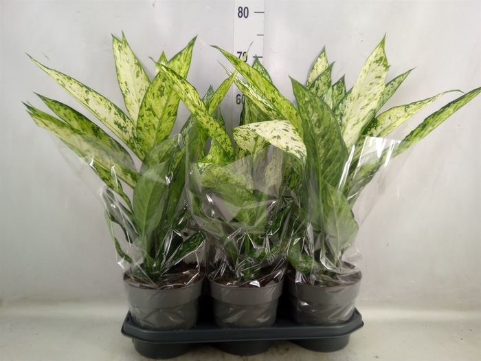 Dieffenbachia  'Vesuvius'