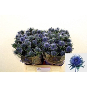 Eryngium magnetar