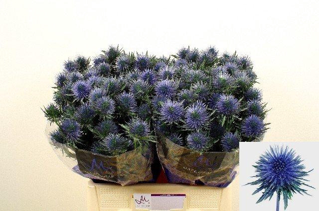 <h4>Eryngium magnetar</h4>