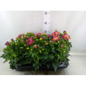 Dahlia  'Revelation Salmon Bicolor'