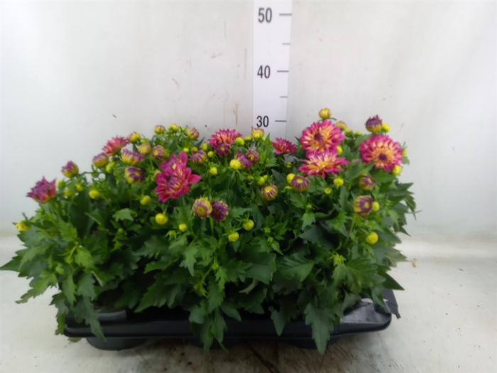 <h4>Dahlia  'Revelation Salmon Bicolor'</h4>
