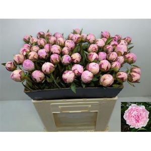 Paeo L Sara Bernhard