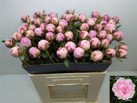 <h4>Paeo L Sara Bernhard</h4>