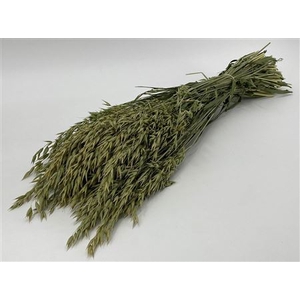 Dried Avena (haver) Natural Bunch