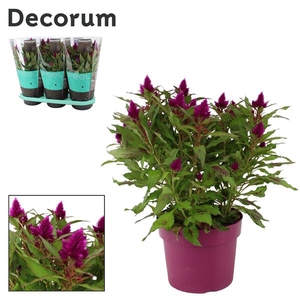 Celosia 'Deep Purple' with sleeve P19| Decorum