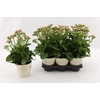 Kalanchoe Brushed Pink rose Graceful Pink Le Chic