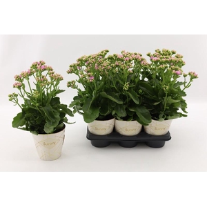 Kalanchoe Brushed Pink rose Graceful Pink Le Chic