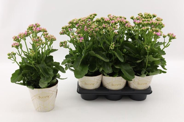 <h4>Kalanchoe Brushed Pink rose Graceful Pink Le Chic</h4>
