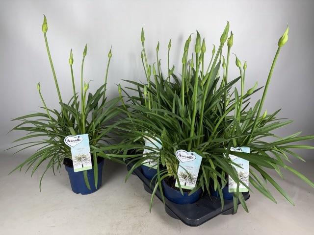 <h4>AGAPA AMOURETTE S WH</h4>