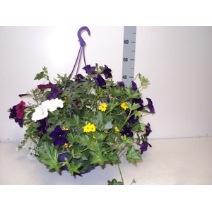 HANGING BASKETS