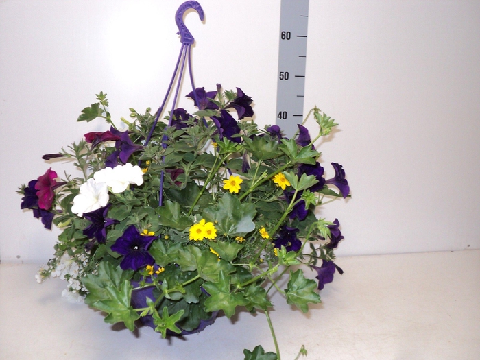<h4>HANGING BASKETS</h4>