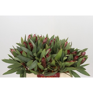 Protea Robijn